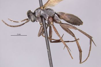 Media type: image; Entomology 29325   Aspect: habitus lateral view